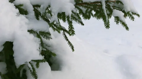 Snow-covered tree branch close-up. Stock Footage 60360400