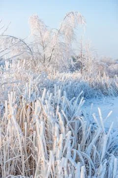 Snow-covered tree branch, close-up, blurred background Stock Photos
