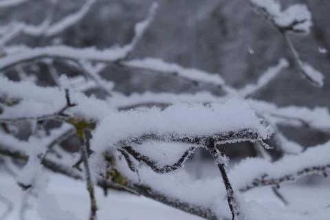 Snow Covered Tree Branch Close Up with Blurred Winter Forest Background Stock Photos