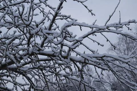 Snow Covered Tree Branch Close Up with Blurred Winter Forest Background Stock Photos