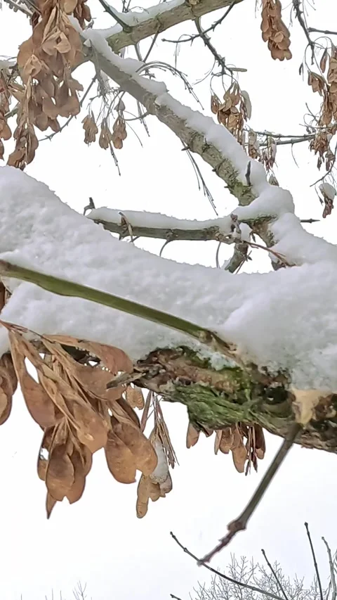 Snow-covered tree branch with dry leaves in cold winter daylight Stock Footage 321797627