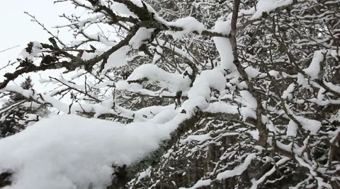 Snow-covered tree branch Video stock 46631646