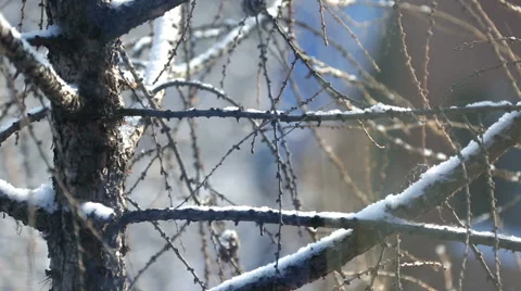 Snow-covered tree branch Stock Footage 61404904