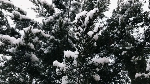 Snow Covered Tree Branch Stock Footage 99686901