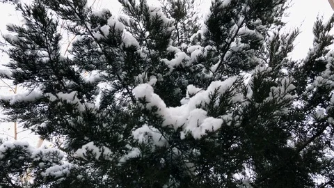 Snow Covered Tree Branch Stock Footage 99687062