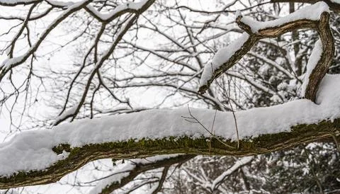 Snow-covered tree branch with a layer of fresh powder, set against a backdrop of Stock Photos
