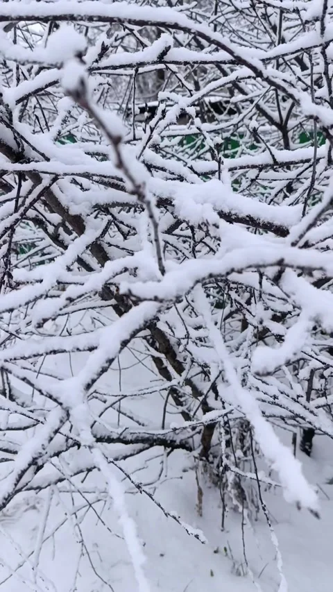 A snow covered tree branch in the middle of a snowy field Stock Footage 295200430