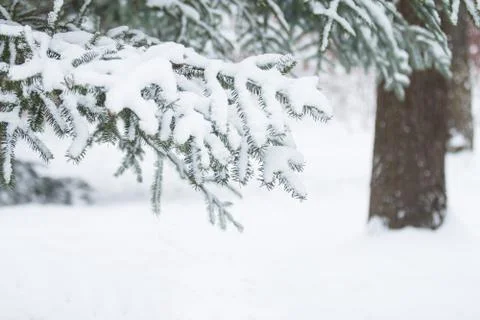 Snow-covered tree branch Stock Photos