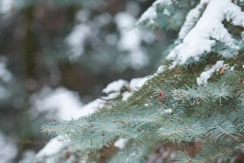 Snow-covered tree branch Stock Photos
