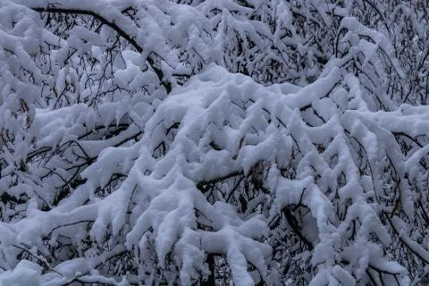 Snow-covered tree branch Foto stock