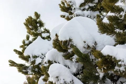 A snow covered tree branch with pine cones. The image has a peaceful and serene Stock Photos