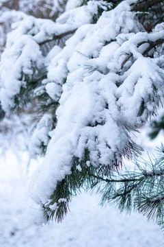 Snow-covered tree branch at sunset. Snowy forest. Stock Photos