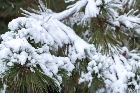 Snow-covered tree branch at sunset. Snowy forest. Stock Photos