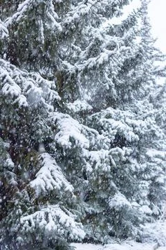 Snow-covered tree branch at sunset. Snowy forest. Stock Photos