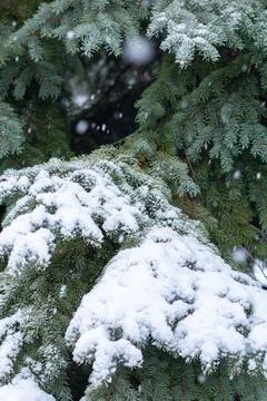Snow-covered tree branch at sunset. Snowy forest. Foto stock