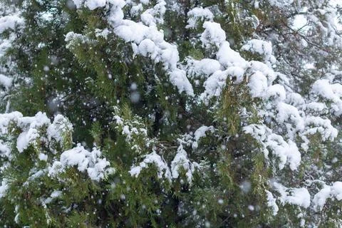 Snow-covered tree branch at sunset. Snowy forest. Stock Photos