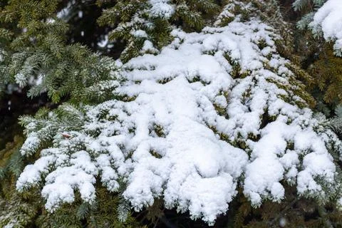 Snow-covered tree branch at sunset. Snowy forest. Stock Photos