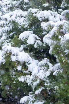 Snow-covered tree branch at sunset. Snowy forest. Stock Photos