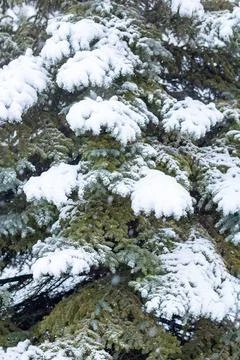 Snow-covered tree branch at sunset. Snowy forest. Stock Photos