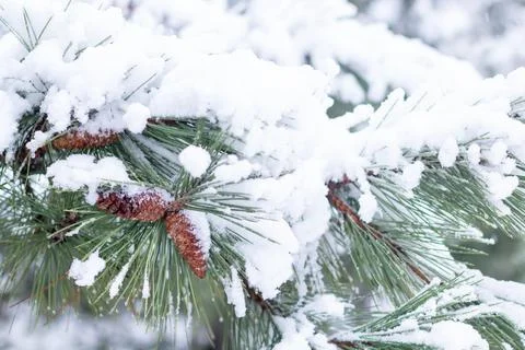 Snow-covered tree branch at sunset. Snowy forest. Foto stock