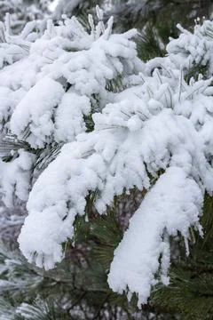 Snow-covered tree branch at sunset. Snowy forest. Stock Photos