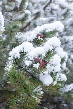 Snow-covered tree branch at sunset. Snowy forest. Stock Photos