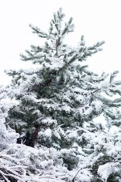 Snow-covered tree branch at sunset. Snowy forest. Stock Photos