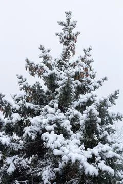 Snow-covered tree branch at sunset. Snowy forest. Stock Photos