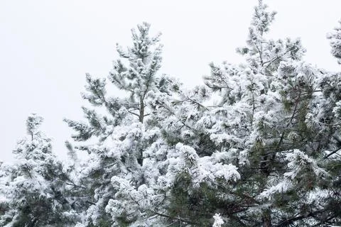 Snow-covered tree branch at sunset. Snowy forest. Stock Photos