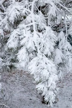 Snow-covered tree branch at sunset. Snowy forest. Stock Photos