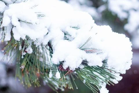 Snow-covered tree branch at sunset. Snowy forest. Stock Photos