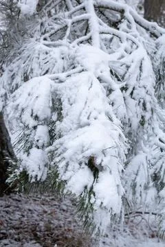 Snow-covered tree branch at sunset. Snowy forest. Stock Photos