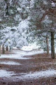 Snow-covered tree branch at sunset. Snowy forest. Stock Photos