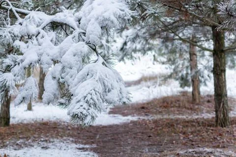 Snow-covered tree branch at sunset. Snowy forest. Stock Photos