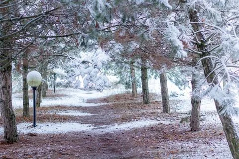 Snow-covered tree branch at sunset. Snowy forest. Stock Photos