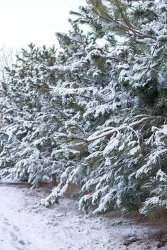 Snow-covered tree branch at sunset. Snowy forest. Stock Photos
