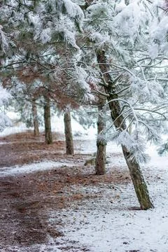 Snow-covered tree branch at sunset. Snowy forest. Stock Photos