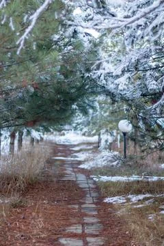 Snow-covered tree branch at sunset. Snowy forest. Stock Photos