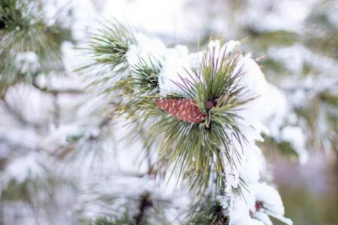 Snow-covered tree branch at sunset. Snowy forest. Stock Photos
