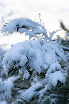 Snow-covered tree branch at sunset. Snowy forest. Stock Photos