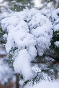 Snow-covered tree branch at sunset. Snowy forest. Stock Photos