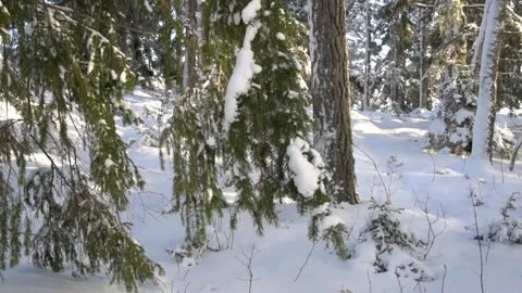 Snow covered tree branch swaying in winter wind Stock Footage 257339994