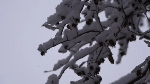 Snow Covered Tree Branch in Winter Forest Stock Footage 315892833