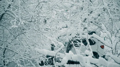 Snow-covered tree branches after snowfall Stock Footage 107570362