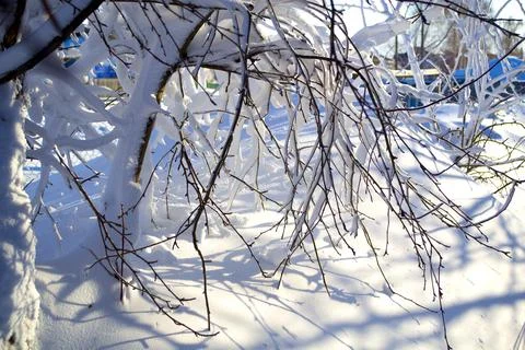 Snow-covered tree branches after the storm. Stock Photos