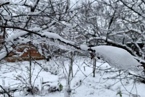 Snow-covered tree branches after a snowfall. Foto stock