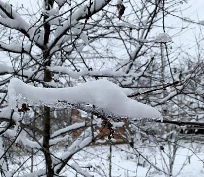 Snow-covered tree branches after a snowfall. Stock Photos