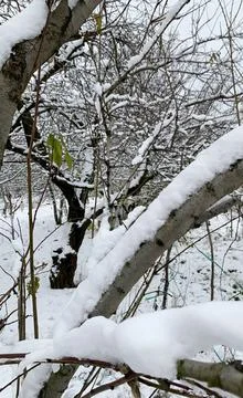 Snow-covered tree branches after a snowfall. Stock Photos