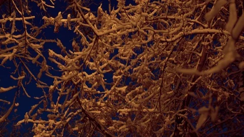 Snow covered tree branches against the sky Stock Footage 123154389