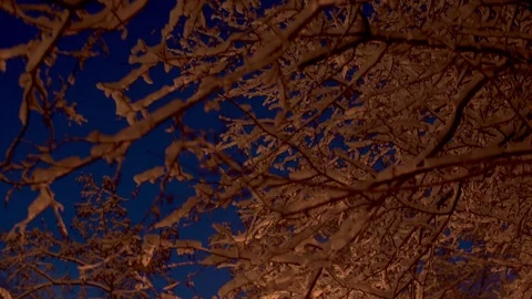 Snow covered tree branches against the sky Stock Footage 123154463